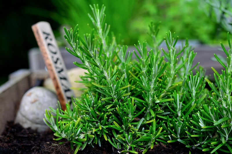 Container Herb Garden